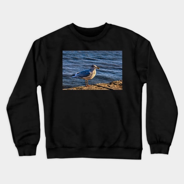 A seagull in Bridlington Crewneck Sweatshirt by jasminewang